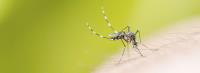 Mosquito Control Brisbane image 4